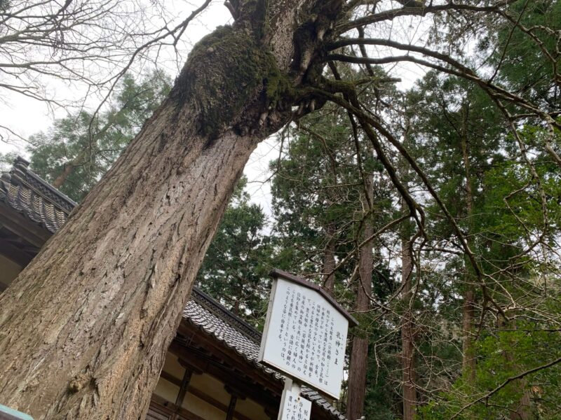 若狭姫神社の乳の木