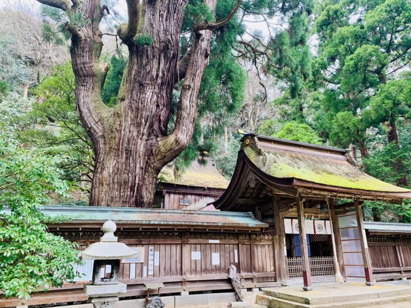 若狭姫神社の千年杉