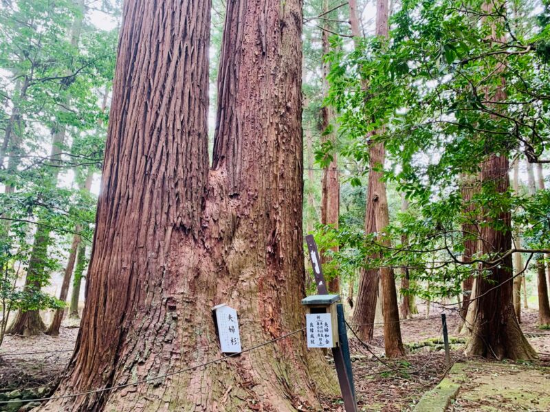 若狭彦神社の夫婦杉