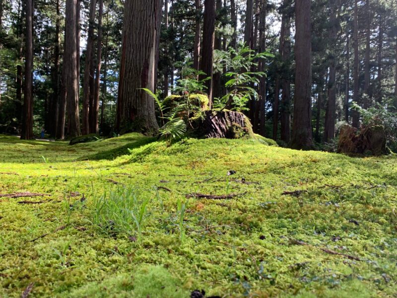 平泉寺白山神社のこけと切株