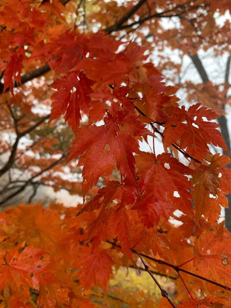 大恐山の紅葉