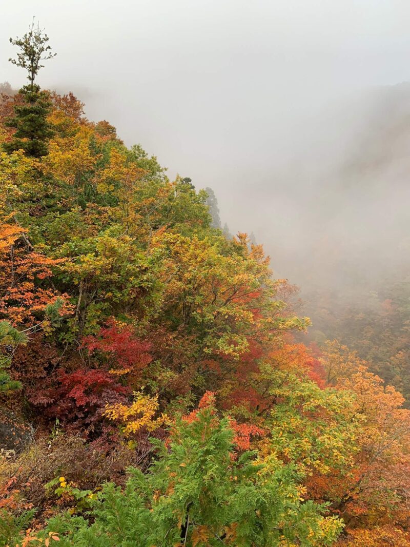 大恐山の紅葉