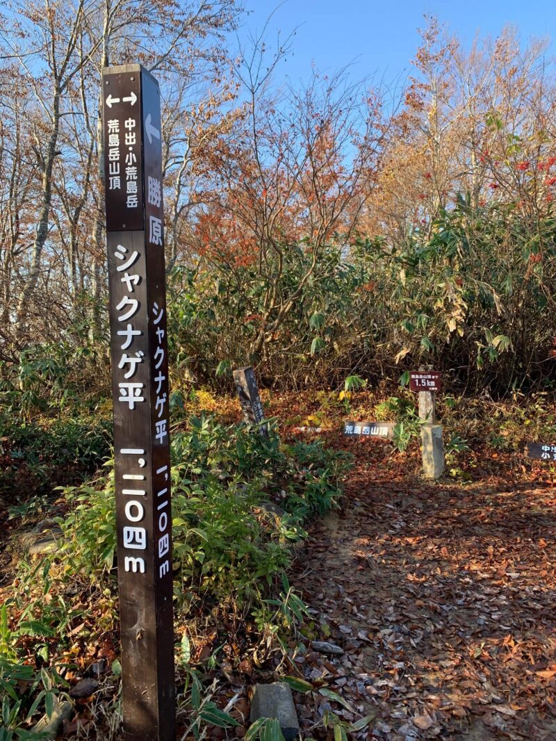 荒島岳のシャクナゲ平