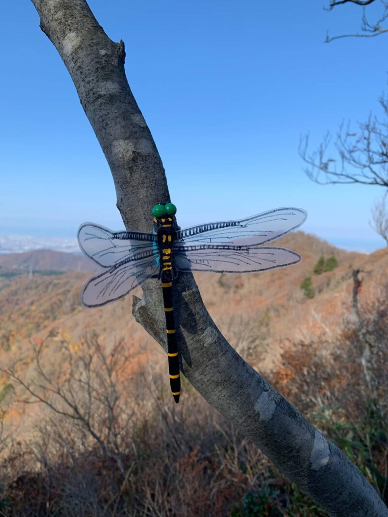 ダオテラスのオニヤンマ君