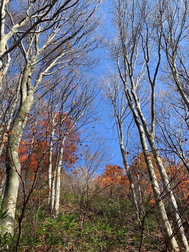 医王山の木々